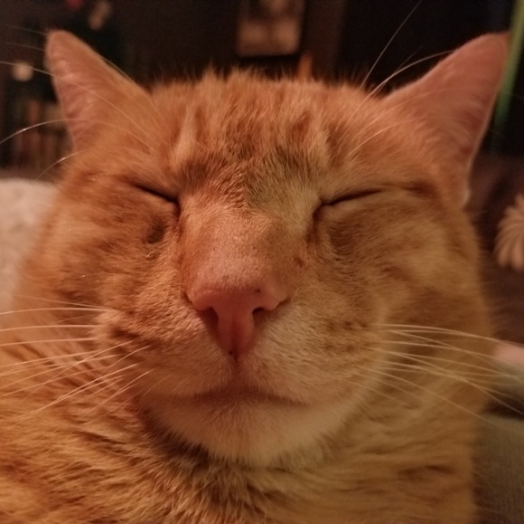 Meet your Posher, Mickey - Picture 2 of 5